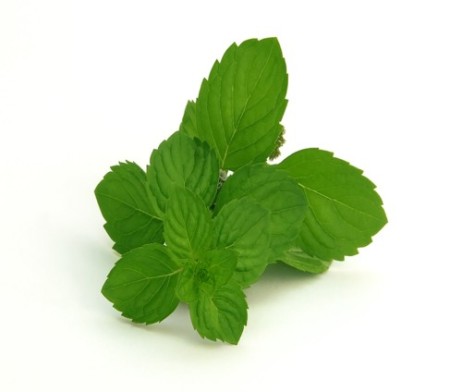 spearmint flavour