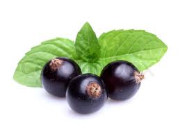 blackcurrant menthol