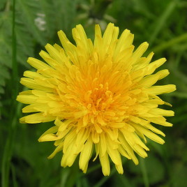 dandelion