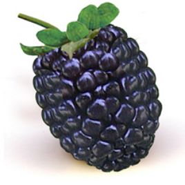 Blackberry