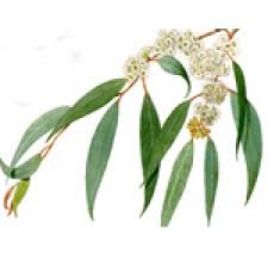 Eucalyptus